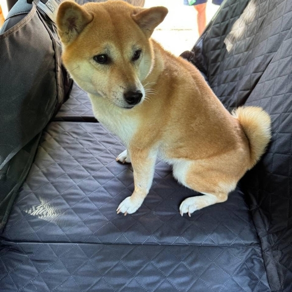 Premium Back Seat Cover for Dogs - Picture 12 of 13